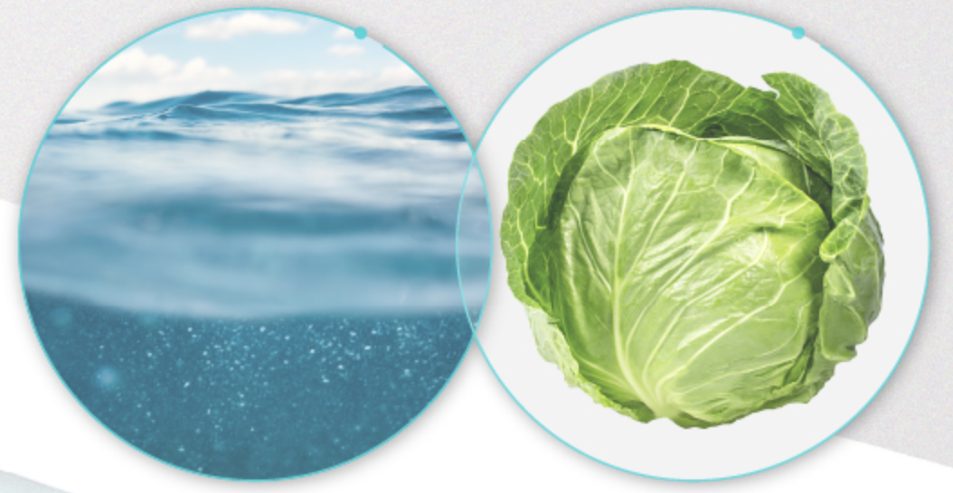 씨퓨리-바디미스트-추천