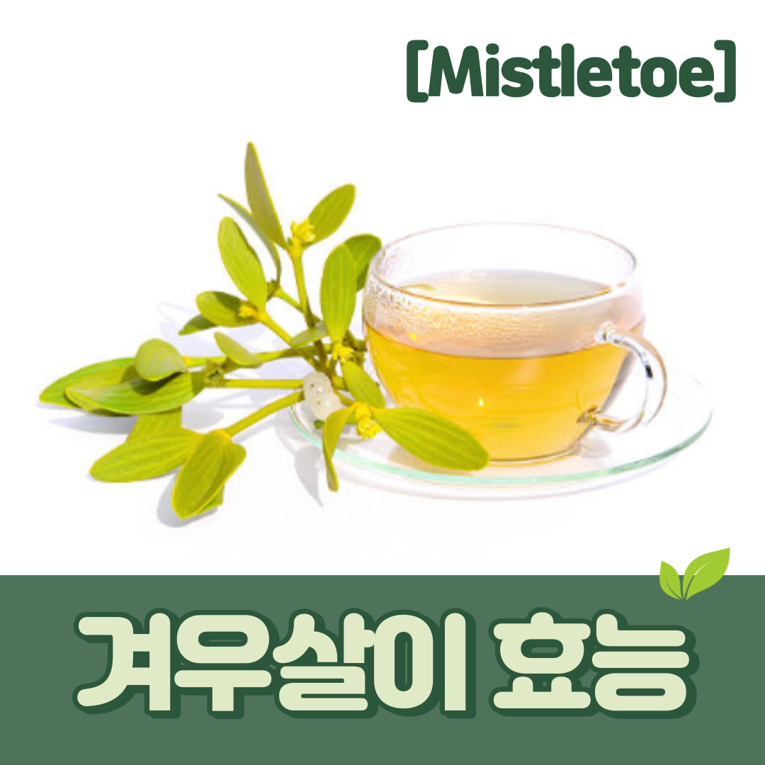 겨우살이 효능
