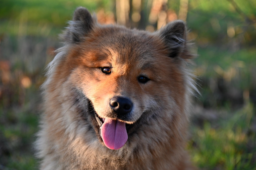 반려견 피부 질환 예방! 반려견 피부 건강 관리법 사진
