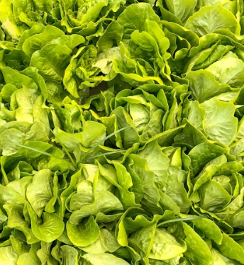 양상추 효능 부작용 고르는법 칼로리