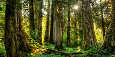 에버랜드 비밀의 은행나무숲 체험