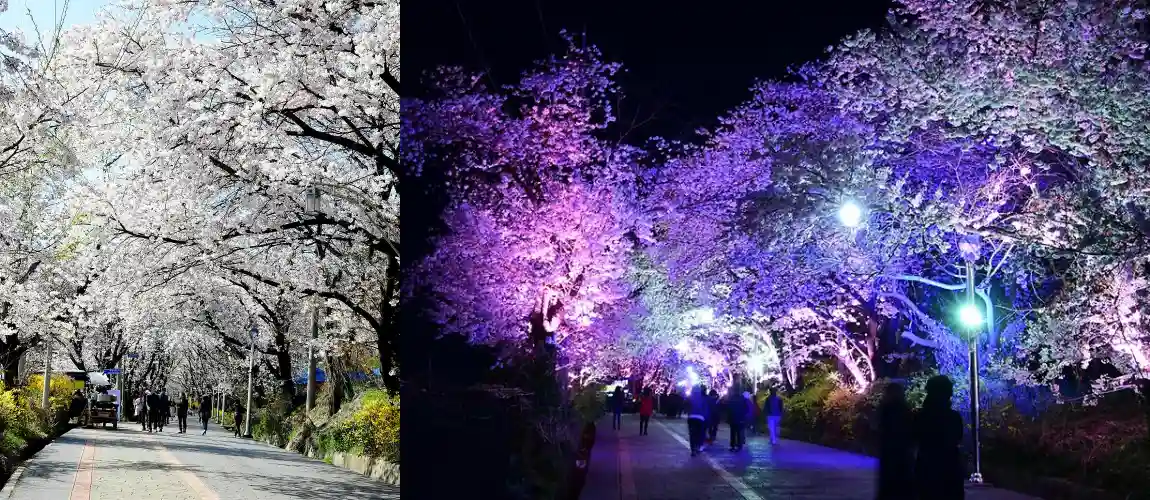 강화산성북문벚꽃사진