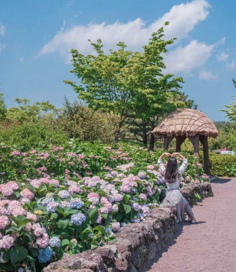 휴애리 수국축제