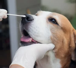 강아지 눈이 침침? 시력 테스트 5가지 및 저하 신호