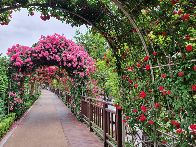 2023 서울 장미축제 가수 주차장 일정 총정리