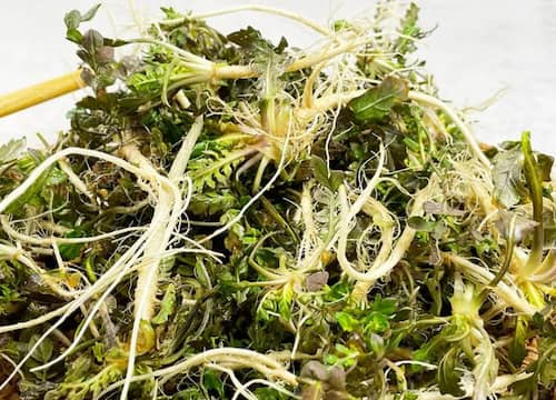 냉이 &ndash; 봄철 해독 식재료의 대표 주자