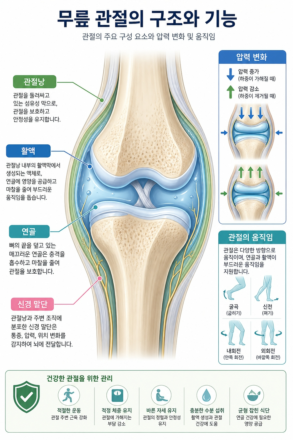 기압-관절통증-메커니즘-활액-인포그래픽