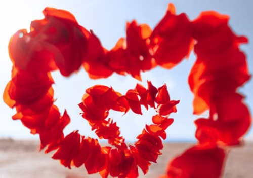 야관문 술 담그는 법