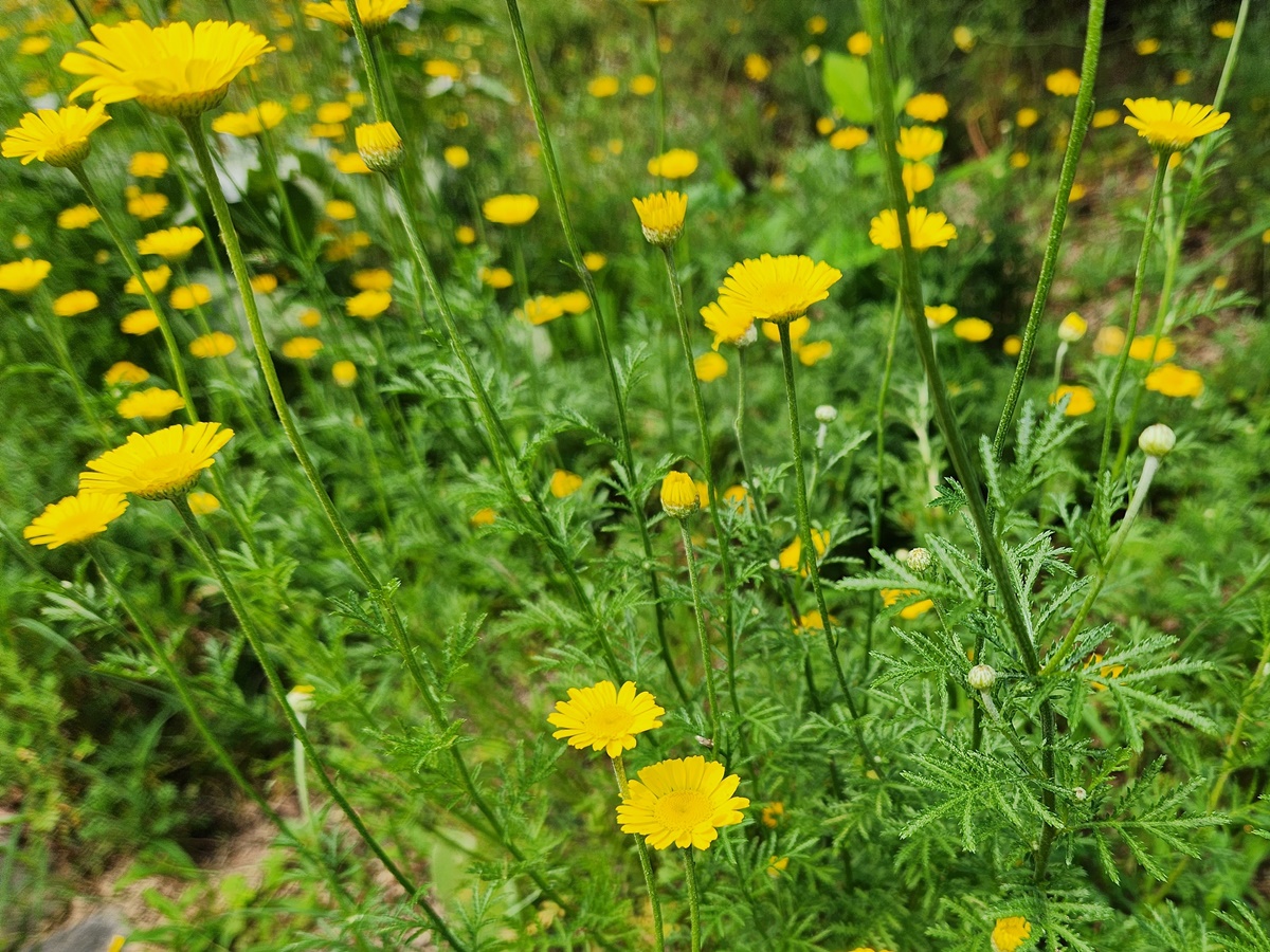 다이어스캐모마일