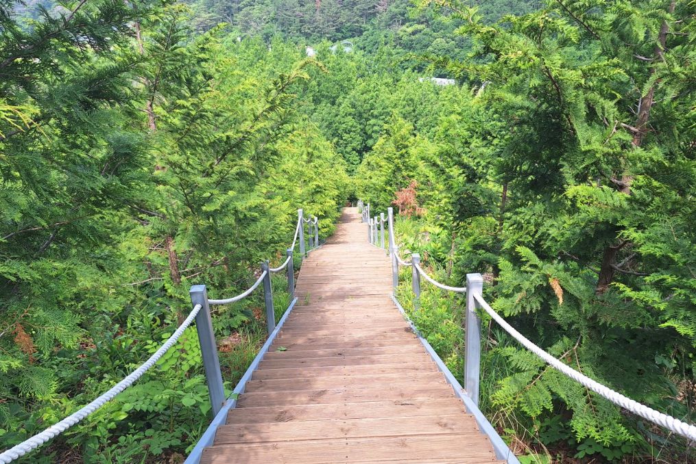 벌영리 메타세콰이어 숲