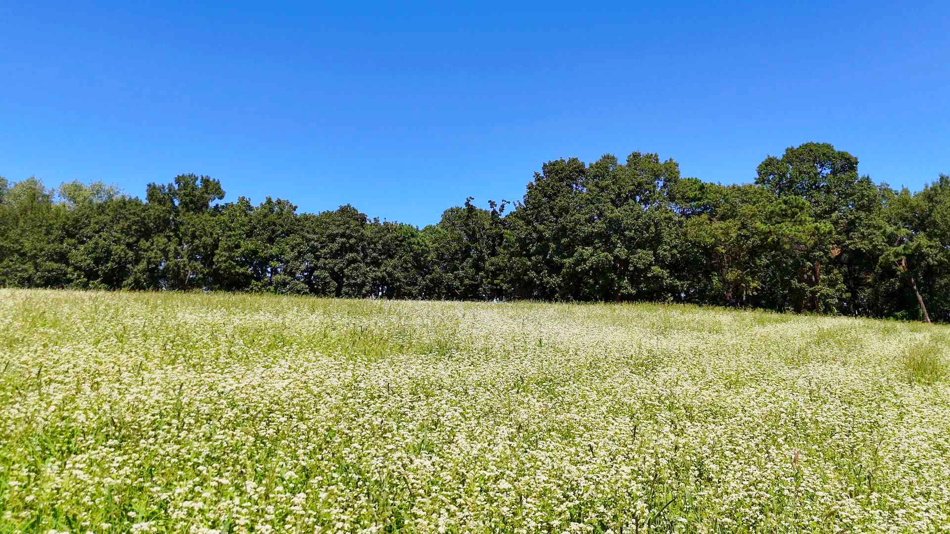 인천 선학동 메밀꽃