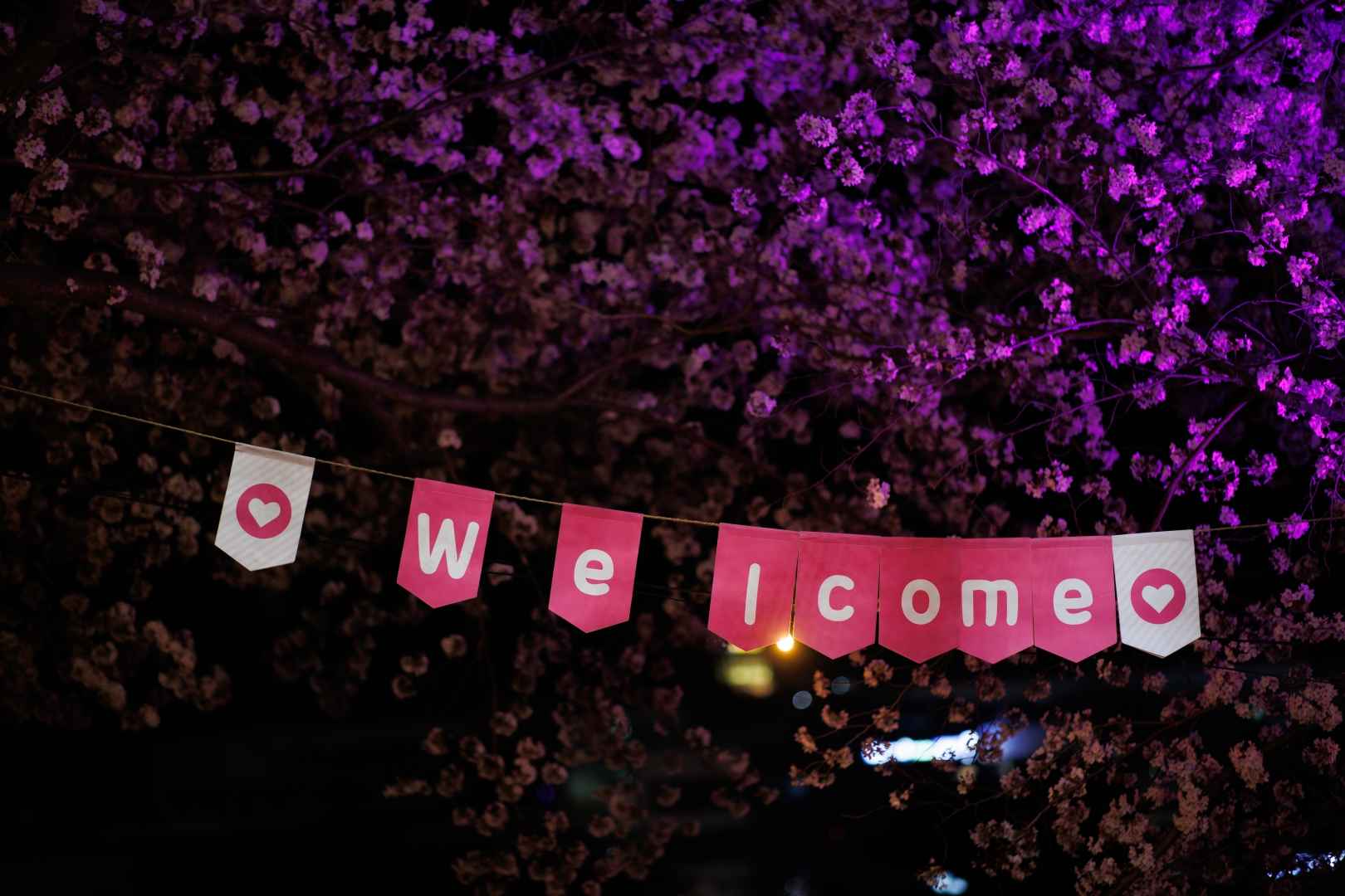 2025 고창 벚꽃축제｜벚꽃 드라이브 코스 축제 일정&middot;개화시기&middot;근처 맛집까지 한번에 보기