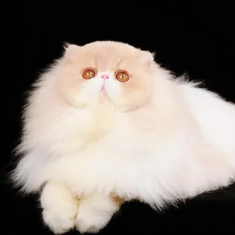 페르시안 고양이 유전병_7