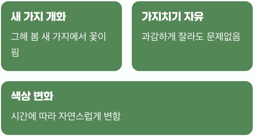 우리가 알던 수국과 무엇이 다를까?