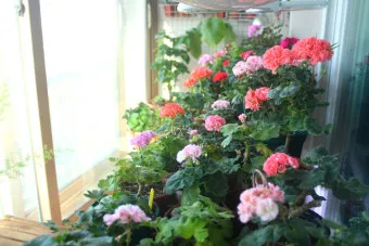 베란다정원 키우기 바람차단 햇빛차광 물주기 여름철 관리 요령_8