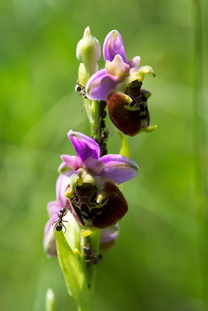 나태의 악마 벨페고르 정체 개요와 상징적 의미 정리_4