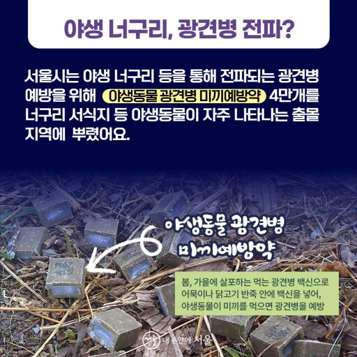 광견병 미끼 예방약 살포 알림