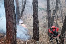 울주군 산불 특별재난지원금