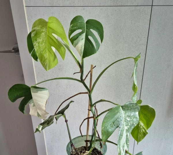 몬스테라 공중뿌리