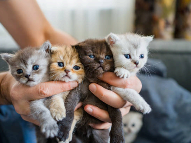 고양이 유전자: 9번 죽지 않는 이유