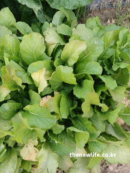 갓 효능 - 장 건강에 좋은 식이섬유가 풍부한 푸른 갓 잎의 근접 사진