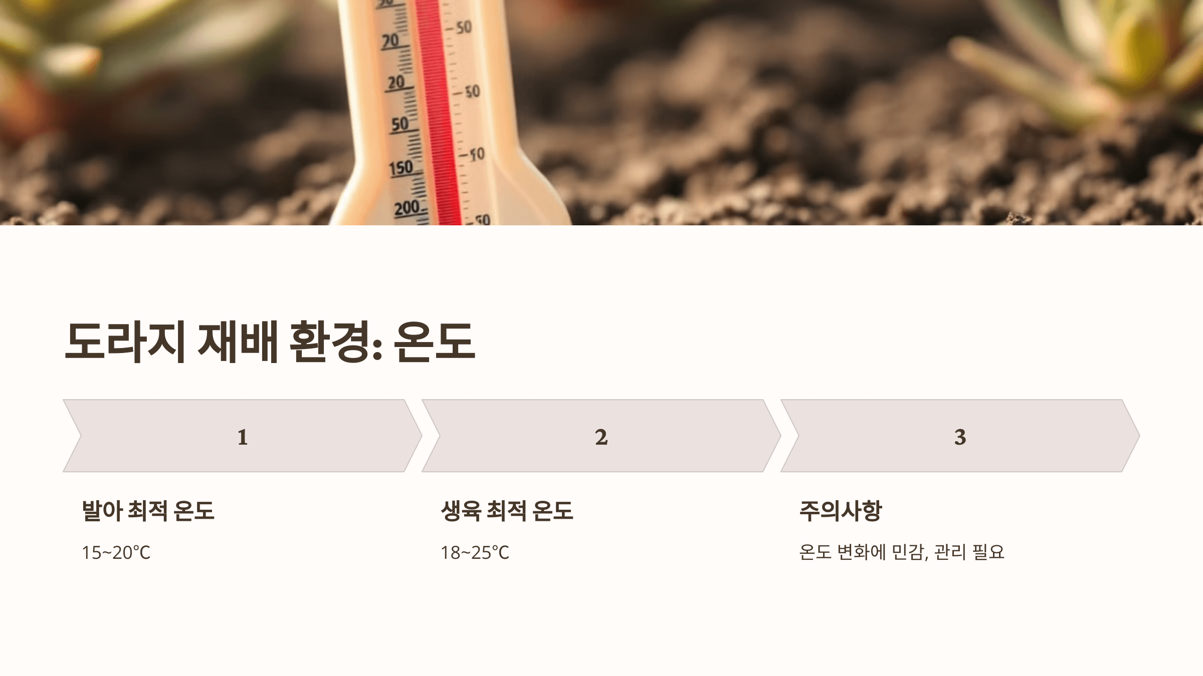 도라지 사진입니다.