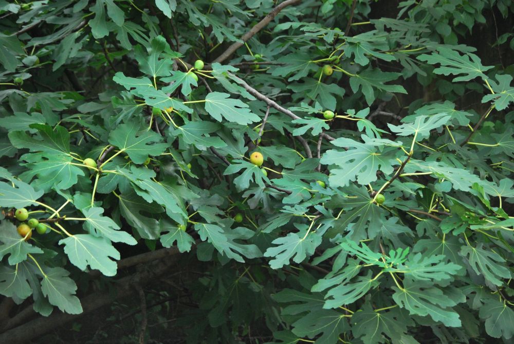 주례동 온골행복마을