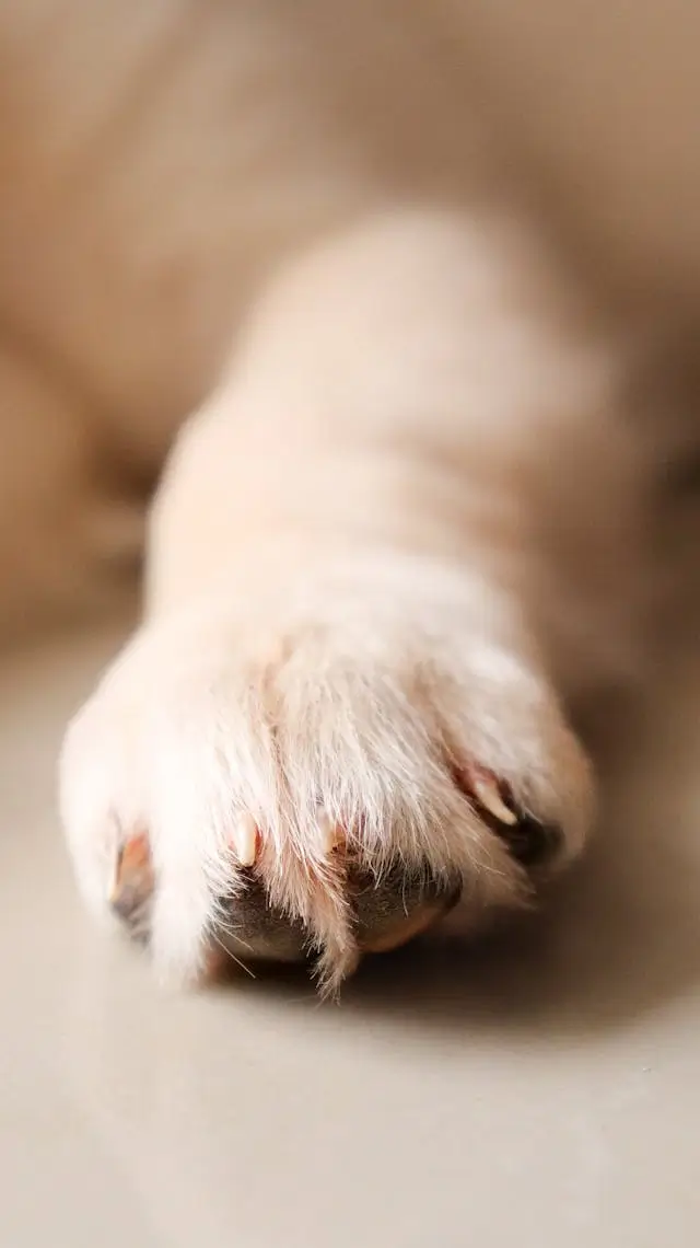 손톱, 발톱이 빠지는 꿈 해몽