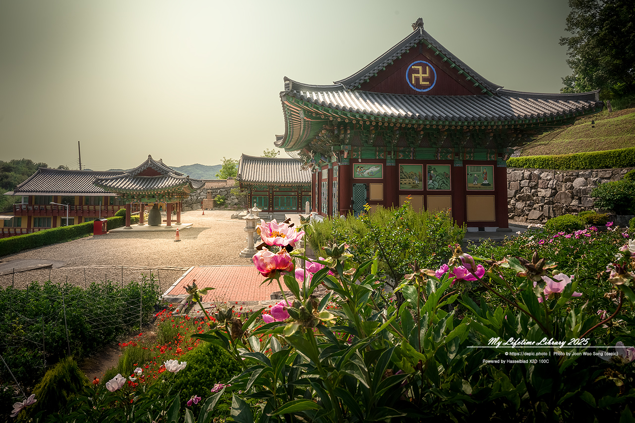 #여름 #사찰 #양귀비 #괴산 #불교 #꽃