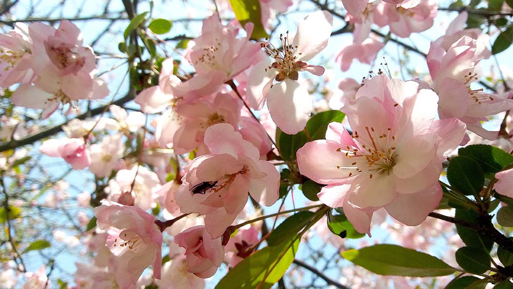 서울둘레길 4코스 대모산&middot;우면산 겹벚꽃