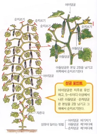 순지르기 기초 측지유도 키작게유지 공간효율 관리 팁_5