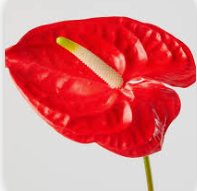 안스리움 관리법 알아보기