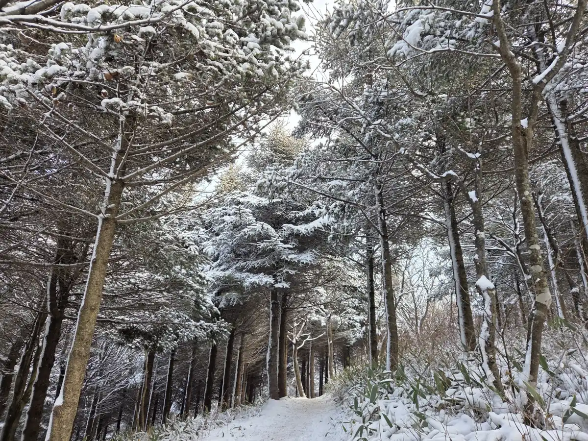 눈길 따라 이어지는 산책로