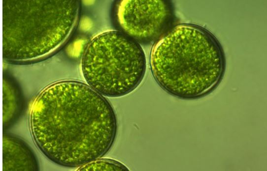 파라코펜-다이어트약-효과