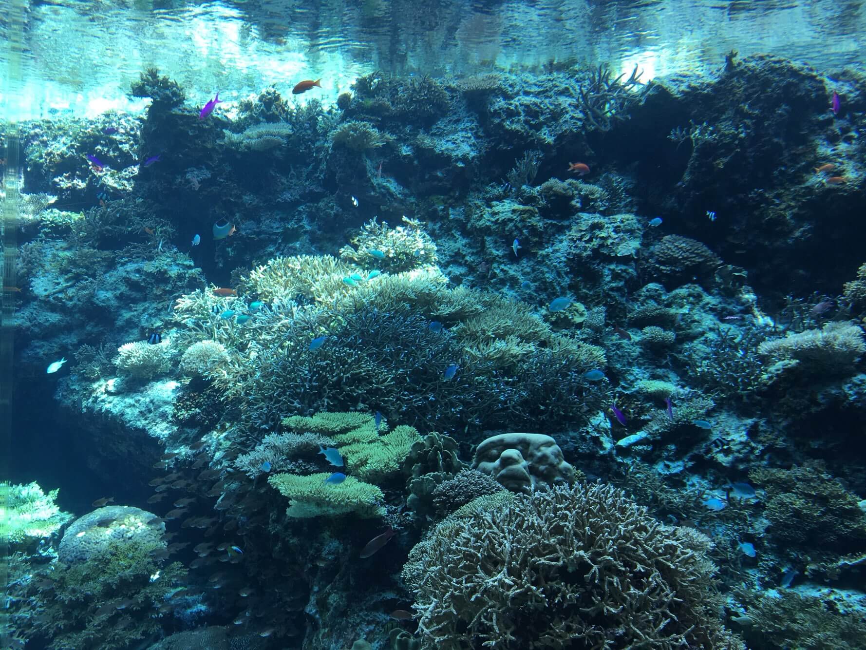 츄라우미 수족관