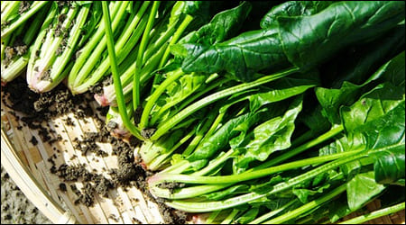 소쿠리에 담긴 시금치