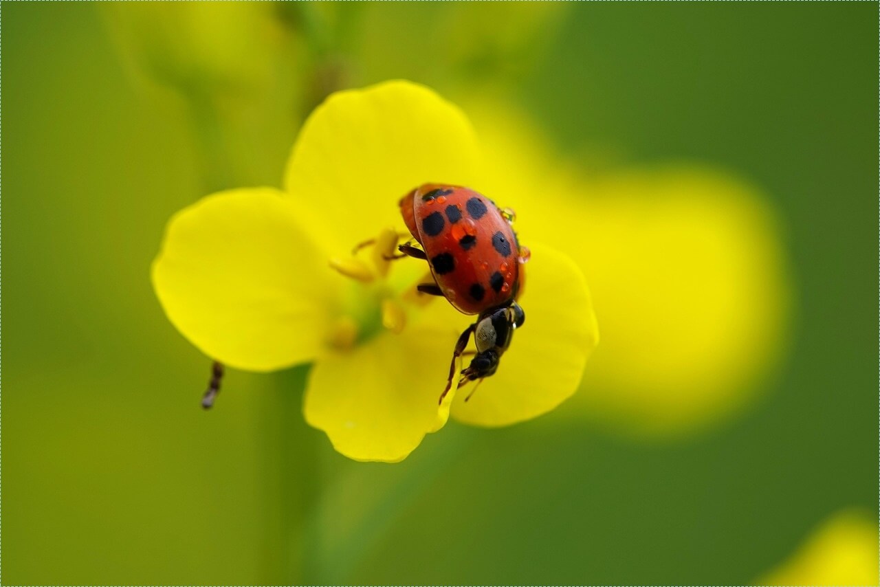 새마을금고 적금 이율