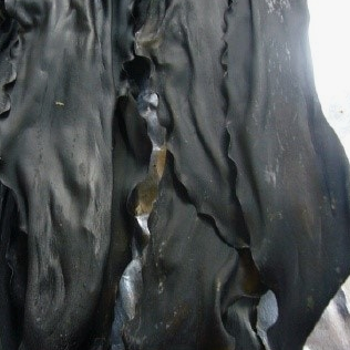 다시마 효능 부작용 칼로리