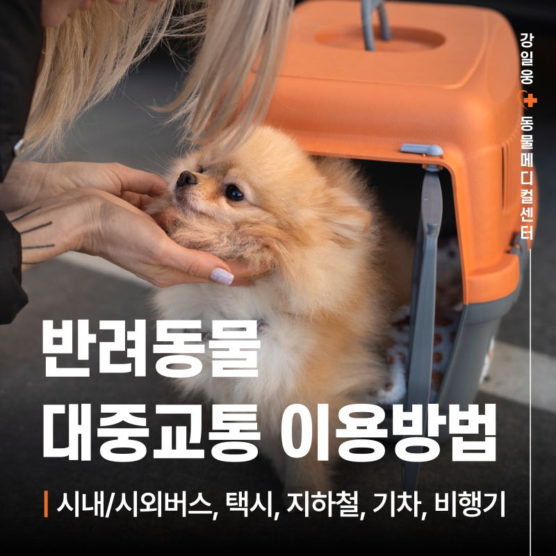 반려동물 대중교통 이용방법