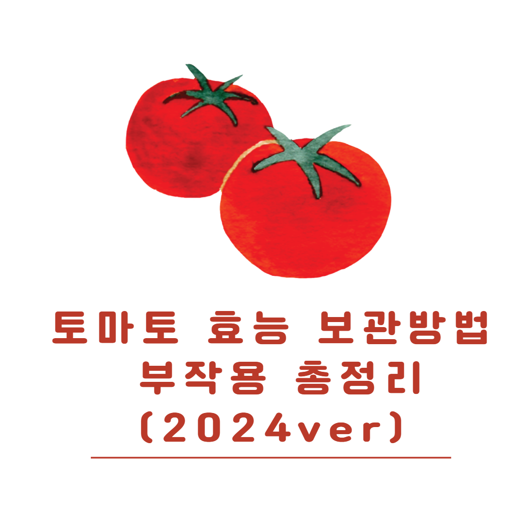 토마토 효능, 보관방법, 부작용 총정리 (2024ver)
메인 키워드