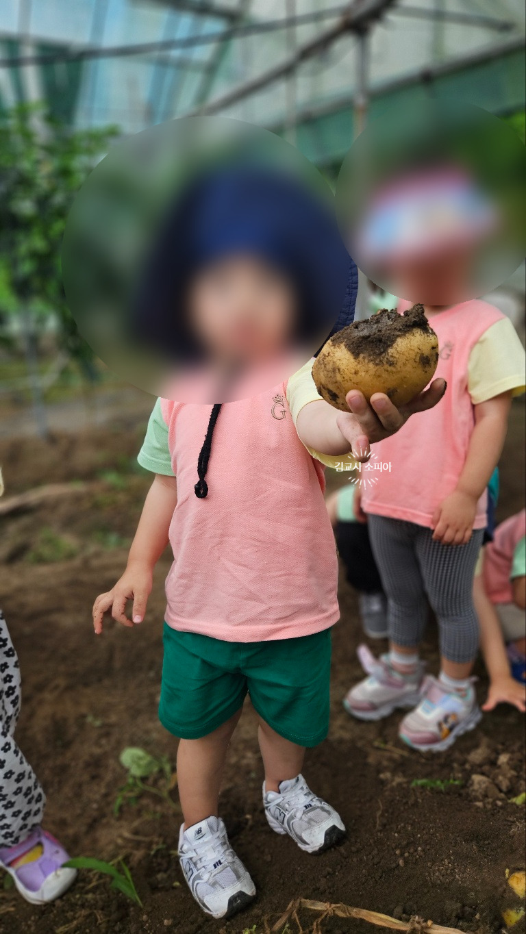 "아이랑 감자 수확 체험 가봤더니… 놓치면 아쉬운 준비물 까지 총정리!"
