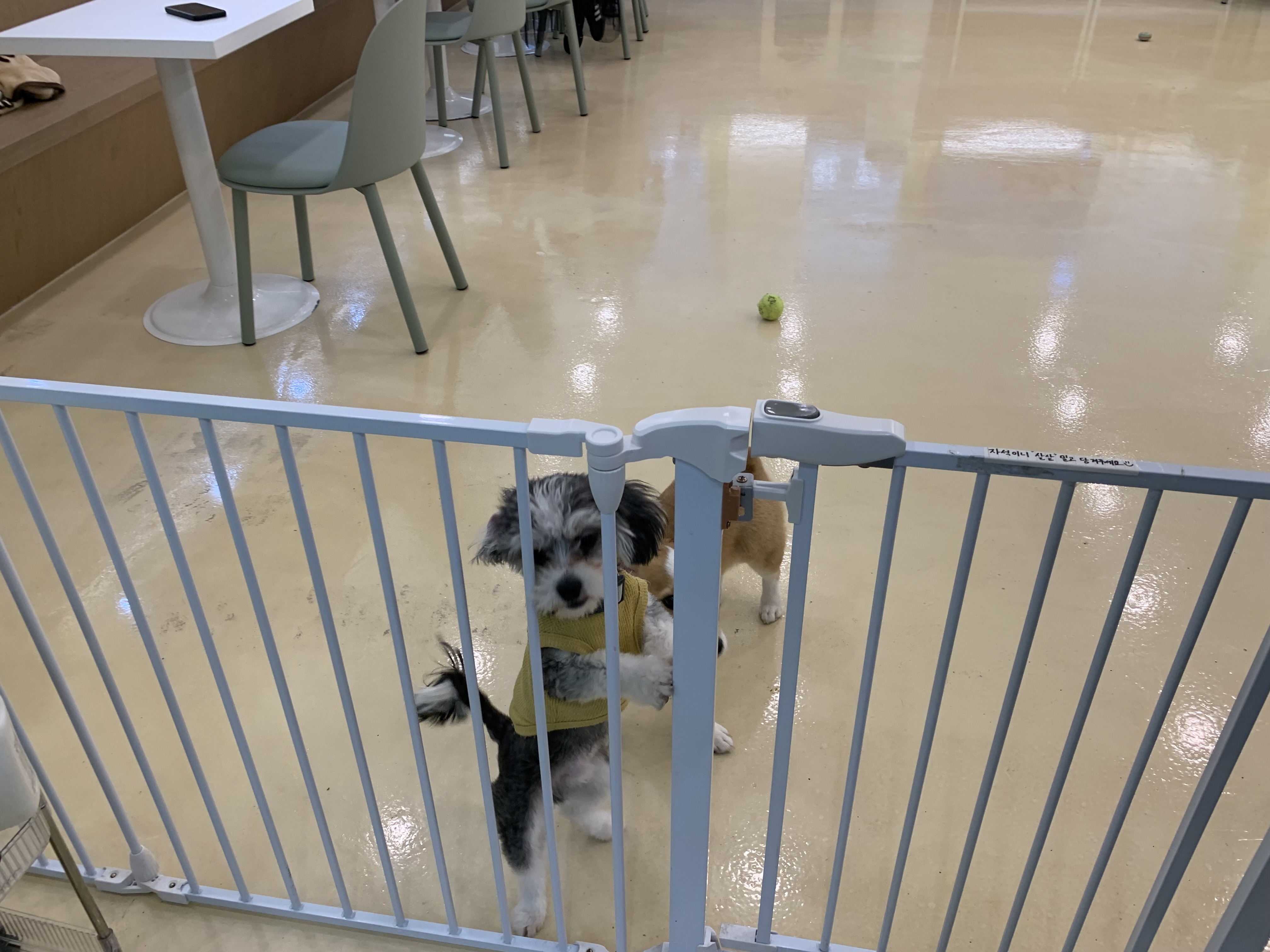 부천 부천시청 애견카페 애견유치원 애견호텔 멍스냅