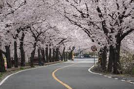 경상남도 밀양 삼랑진 앙태공원 벚꽃 명소 베스트 5 벚꽃시기 만개시기 드라이브 코스