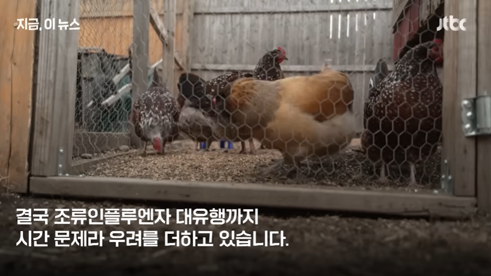 '치사율52%' 조류독감 인간 전염성과 증상, 백신개발 현황은?