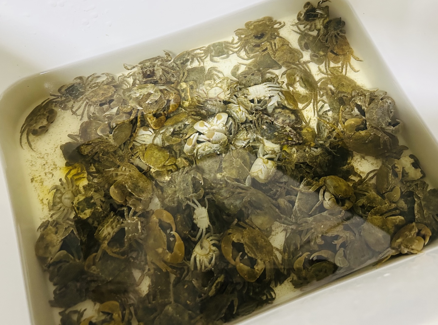 번외) 백미리어촌체험마을