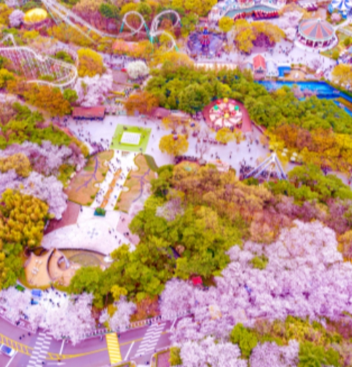 벚꽃 축제 일정 2024 벚꽃 만개 시기