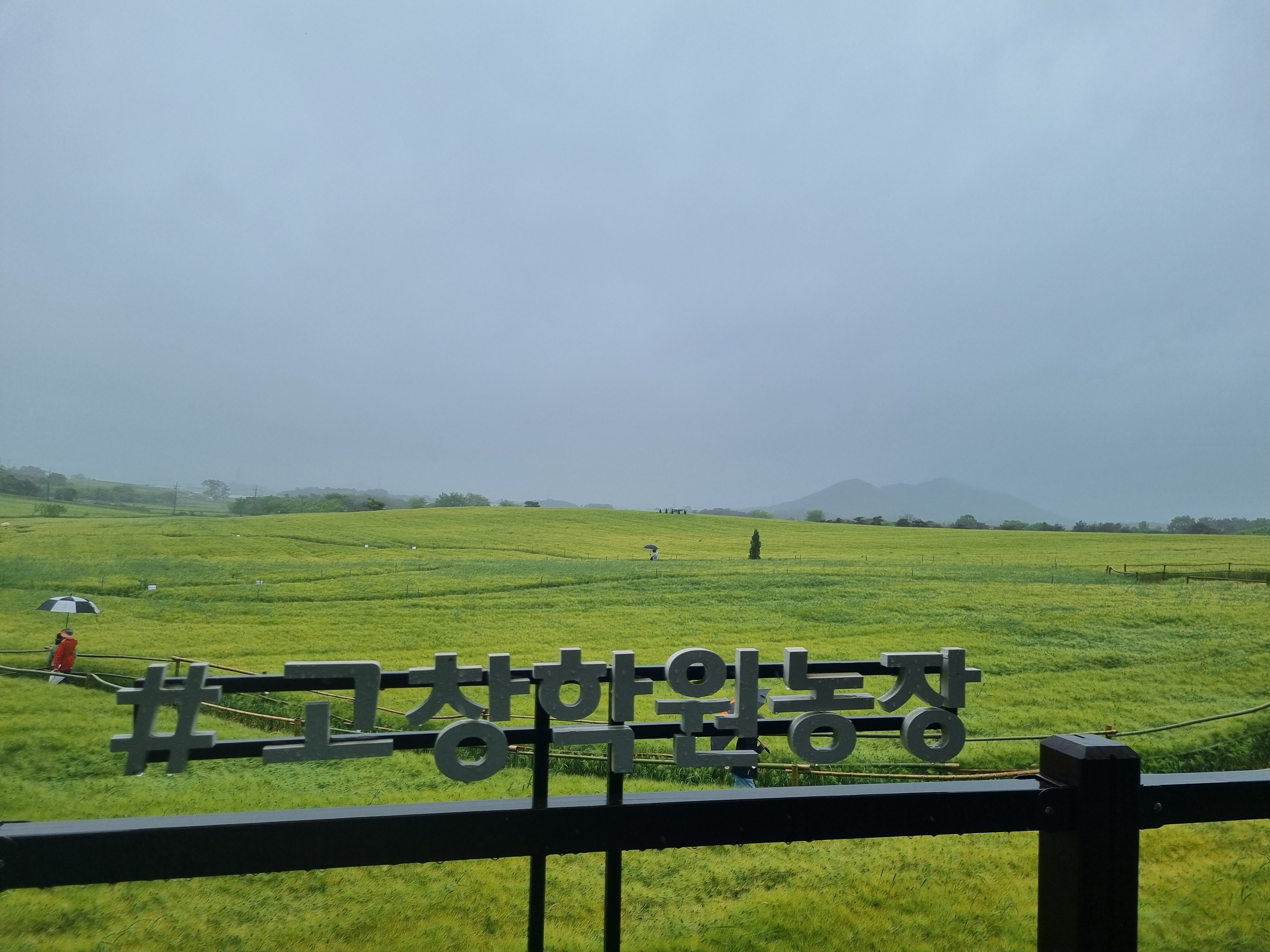 고창 청보리밭축제