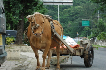 귀촌 후 생활비 절약 이렇게 했습니다