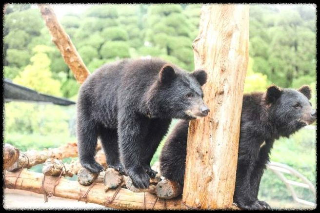 세종 베어트리 파크 단풍축제: 가이드 및 추천 코스