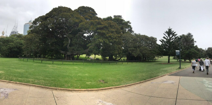 호주 시드니 왕립식물원